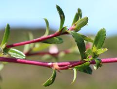 Cliffortia ferruginea