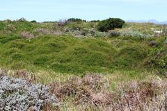 Cliffortia ferruginea