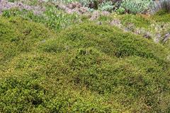 Cliffortia ferruginea