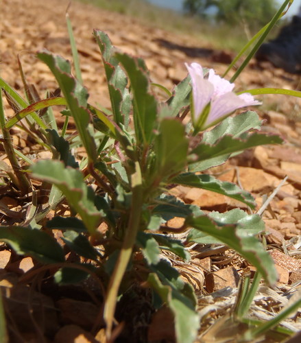 Monsonia biflora