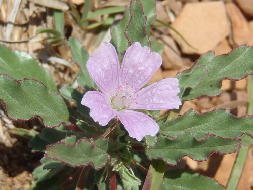 Monsonia biflora