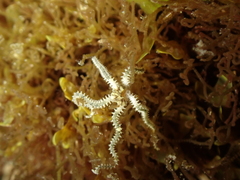 Amphipholis squamata