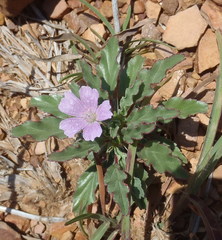 Monsonia burkeana