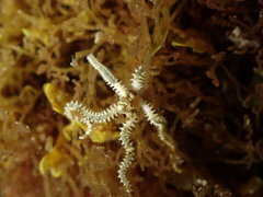 Amphipholis squamata