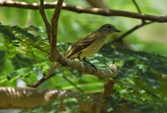 Myiopagis gaimardii