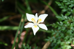 Dietes