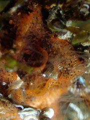 Watersipora subatra