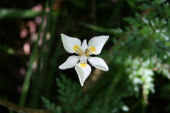 Dietes