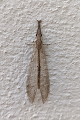 Neuroleon arenarius