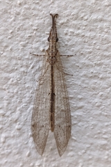 Neuroleon arenarius