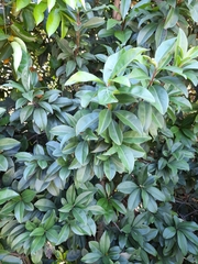 Ardisia