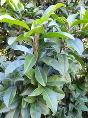 Ardisia