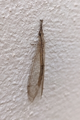Neuroleon arenarius