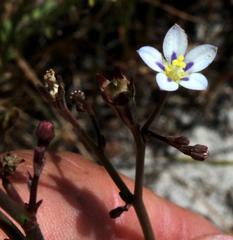 Wahlenbergia androsacea