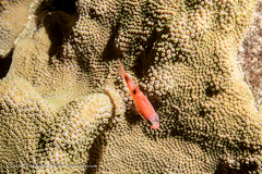 Apogon maculatus