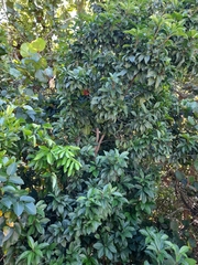 Ardisia