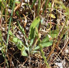 Wahlenbergia androsacea