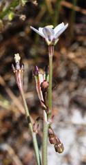 Wahlenbergia androsacea