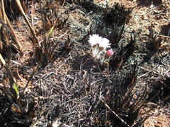 Gerbera piloselloides