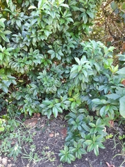 Ardisia