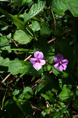 Impatiens sylvicola