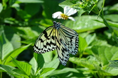 Idea leuconoe riukiuensis