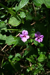 Impatiens sylvicola