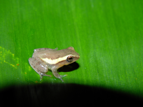 Variable Bush Frog, Raorchestes akroparallagi