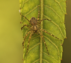 Ornodolomedes