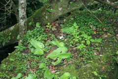 Streptocarpus wilmsii