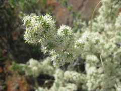 Asparagus mucronatus