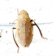 Negosiana dualis