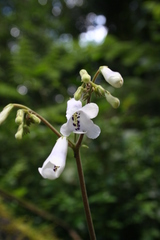 Streptocarpus wilmsii