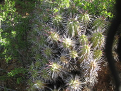 Euphorbia heptagona