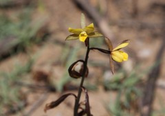 Eulophia hians inaequalis