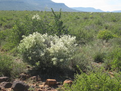 Asparagus mucronatus