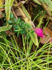 Daboecia azorica