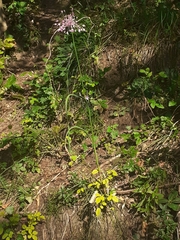 Allium carinatum pulchellum
