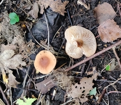Lactarius tabidus