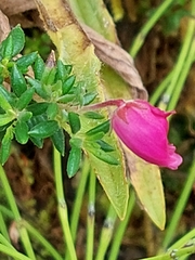 Daboecia azorica