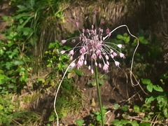 Allium carinatum pulchellum