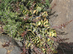 Cotyledon velutina