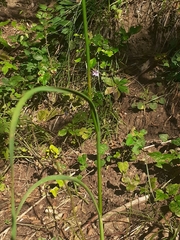 Allium carinatum pulchellum