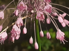 Allium carinatum pulchellum
