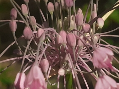 Allium carinatum pulchellum