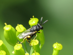 Brachymeria tibialis