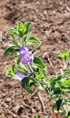 Barleria obtusa