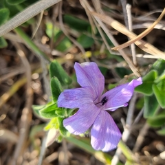 Barleria obtusa
