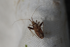Phytocoris varipes