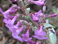 Penstemon confusus